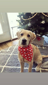KC Heart Dog Bandana: L