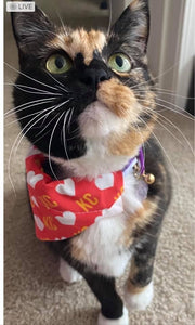 KC Heart Dog Bandana: S